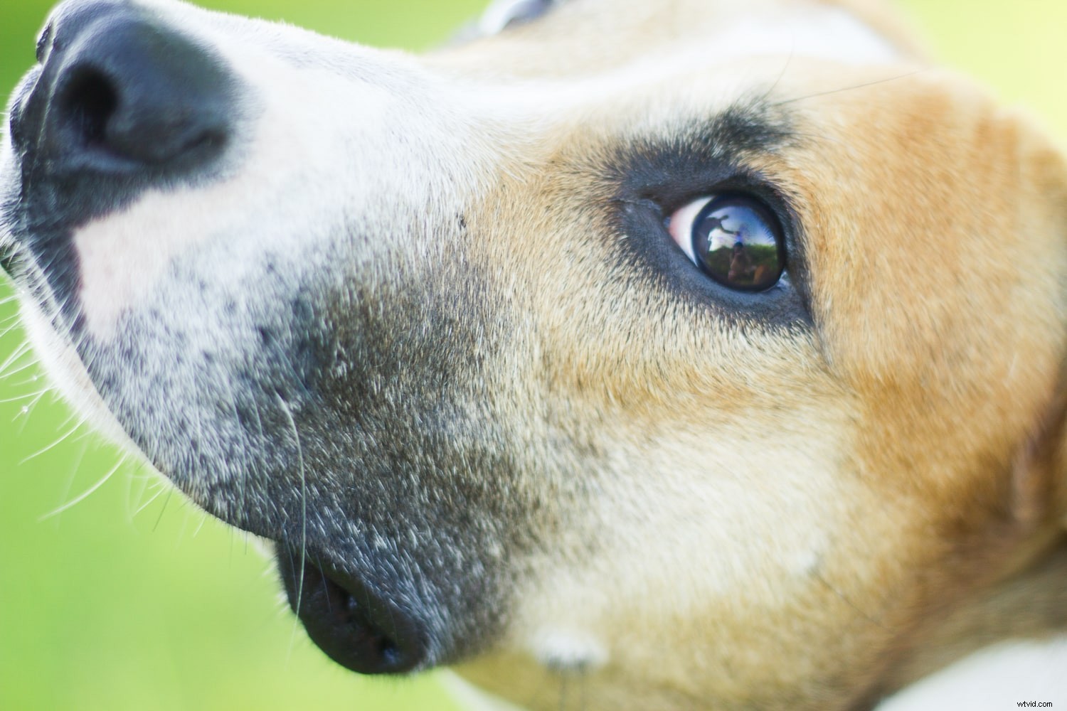 Master Focus Modes: Choose the Perfect One for Every Photography Scenario