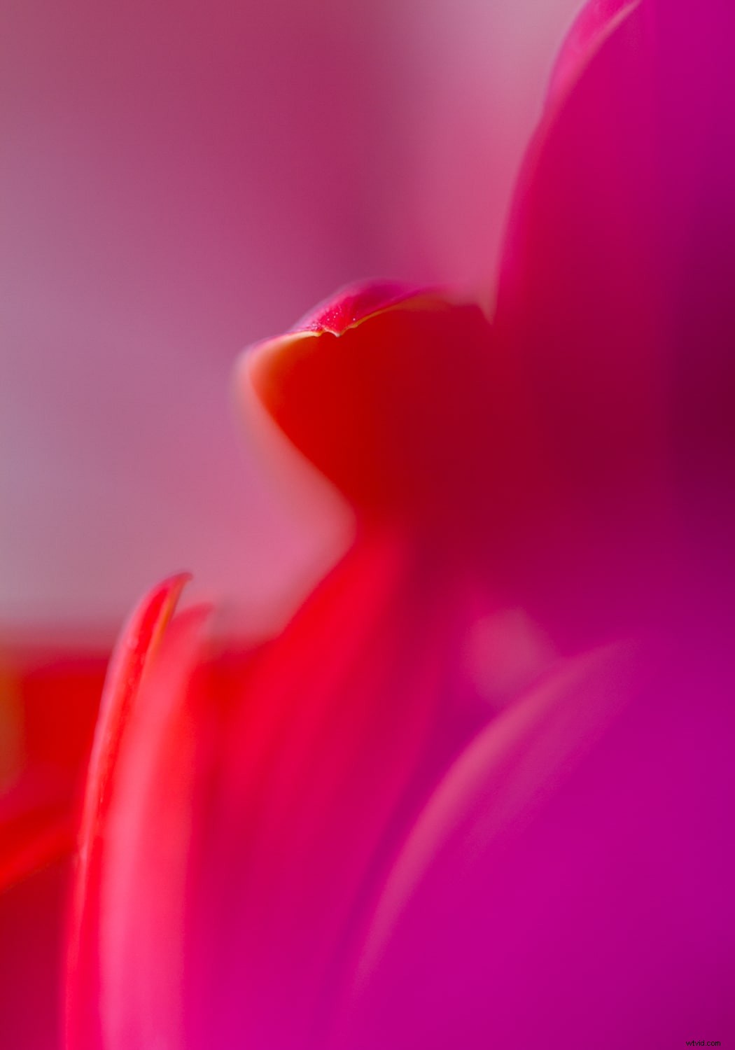 Master Focus Modes: Choose the Perfect One for Every Photography Scenario