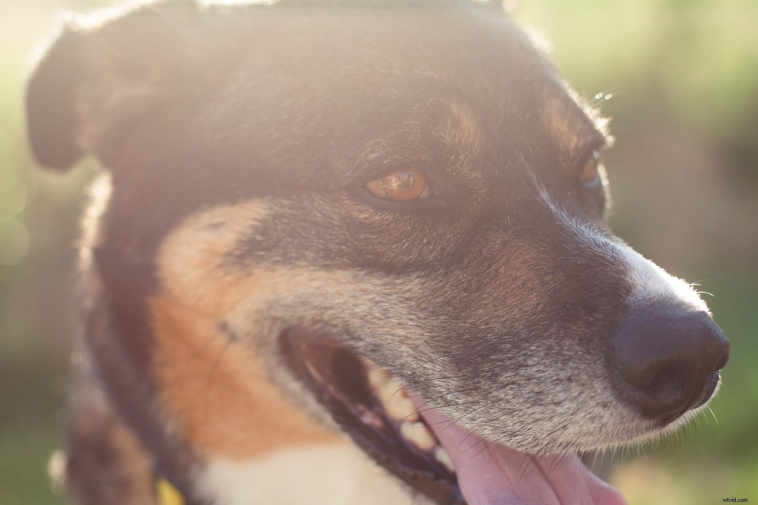 Master Focus Modes: Choose the Perfect One for Every Photography Scenario