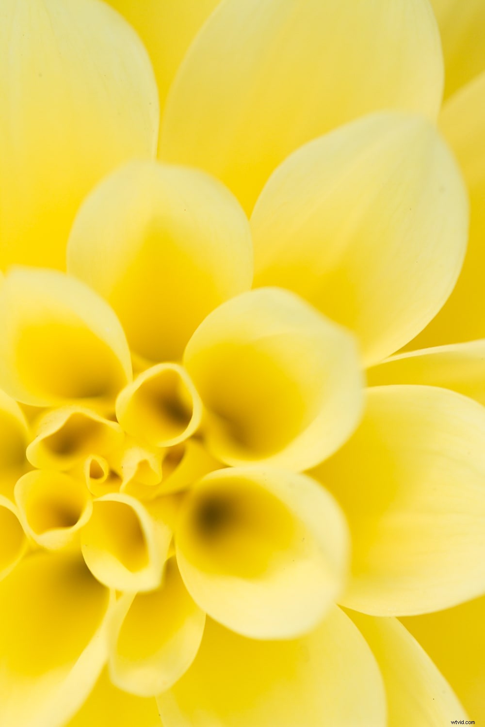 Master Focus Modes: Choose the Perfect One for Every Photography Scenario