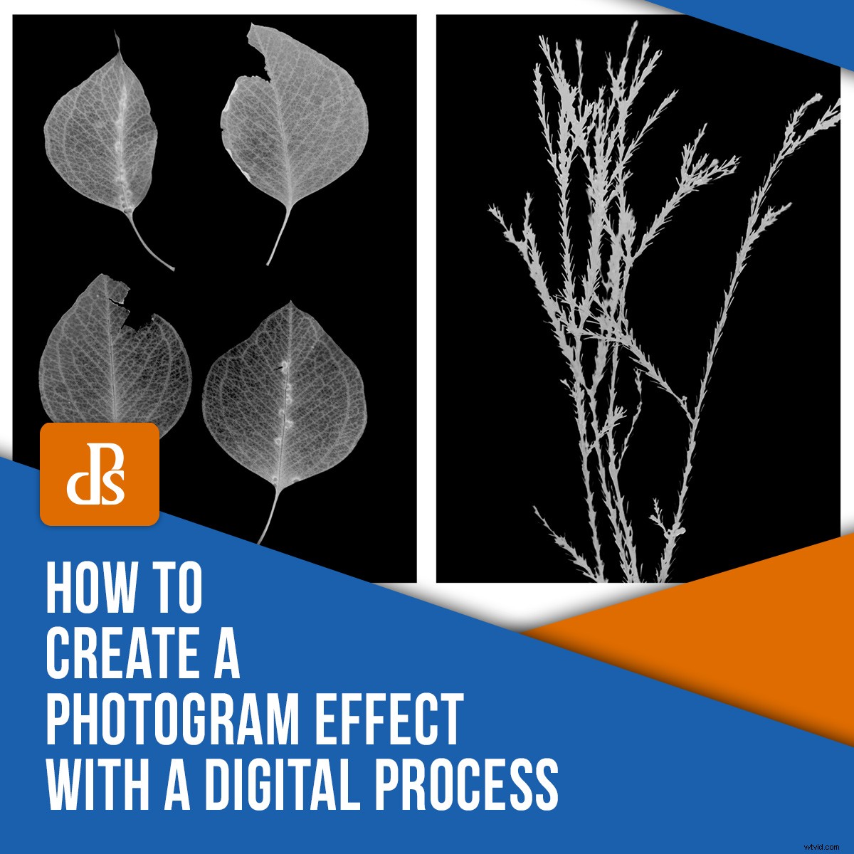 Create Authentic Photogram Effects Using Digital Techniques: Step-by-Step Guide