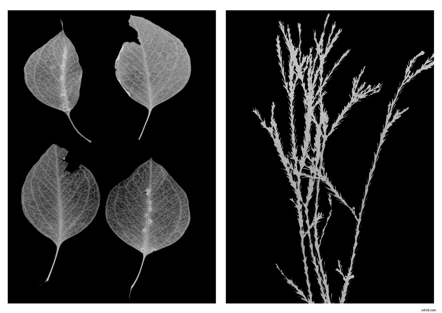 Create Authentic Photogram Effects Using Digital Techniques: Step-by-Step Guide