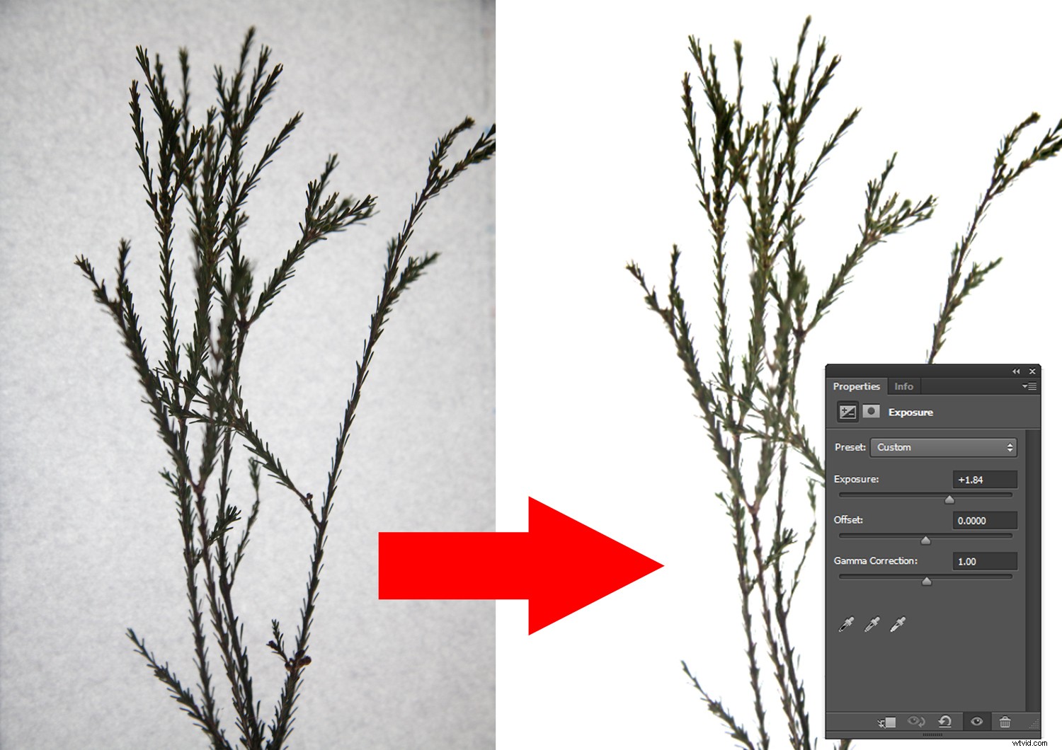Create Authentic Photogram Effects Using Digital Techniques: Step-by-Step Guide