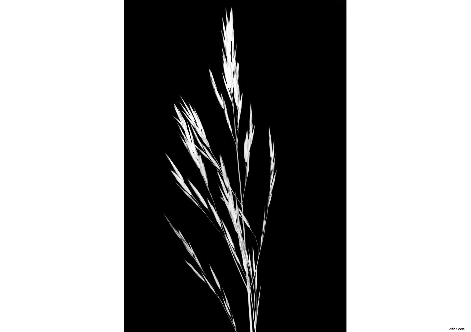 Create Authentic Photogram Effects Using Digital Techniques: Step-by-Step Guide