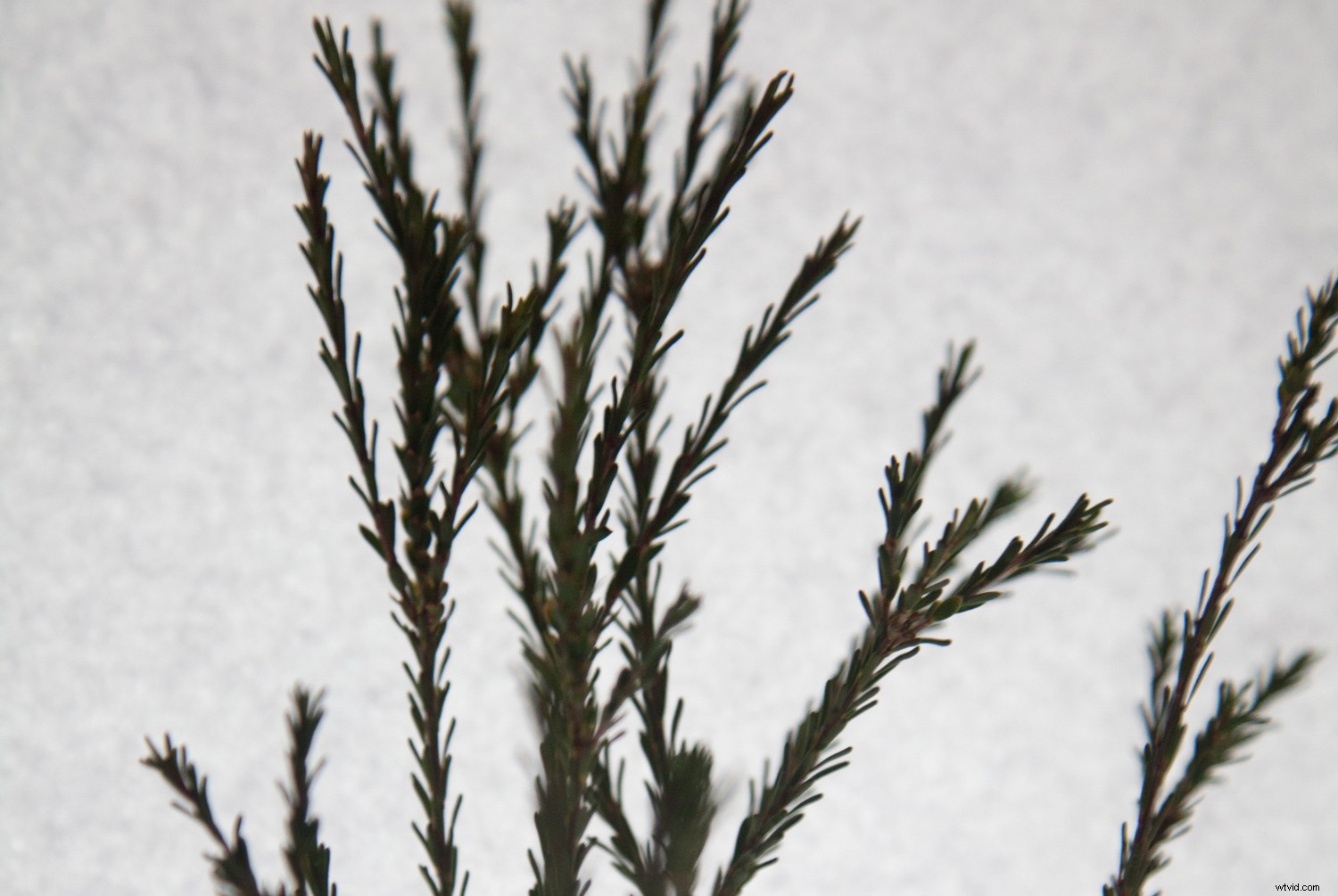 Create Authentic Photogram Effects Using Digital Techniques: Step-by-Step Guide