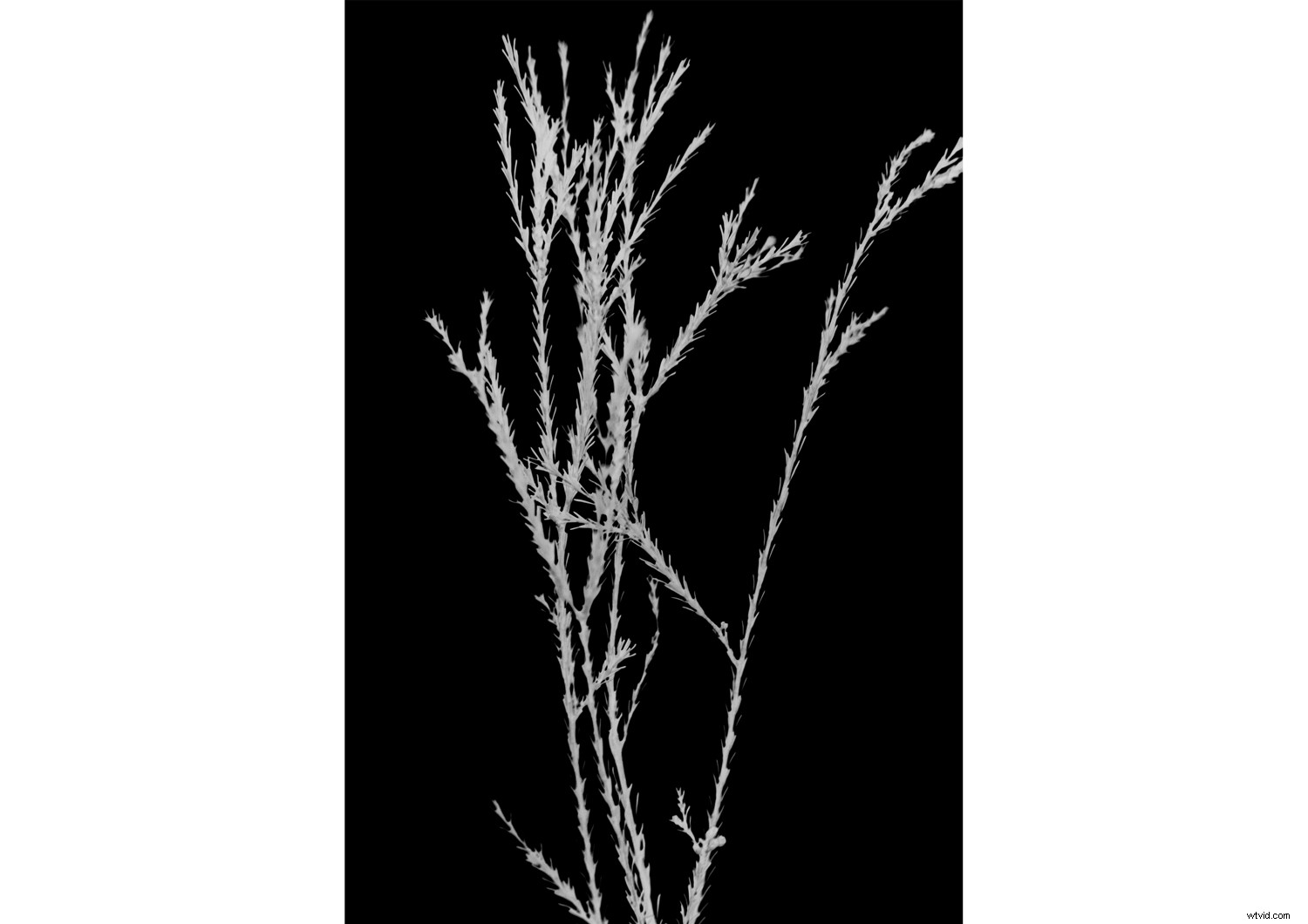 Create Authentic Photogram Effects Using Digital Techniques: Step-by-Step Guide