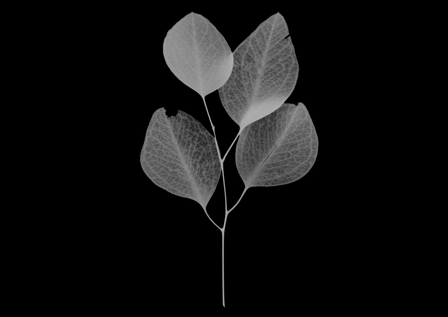 Create Authentic Photogram Effects Using Digital Techniques: Step-by-Step Guide