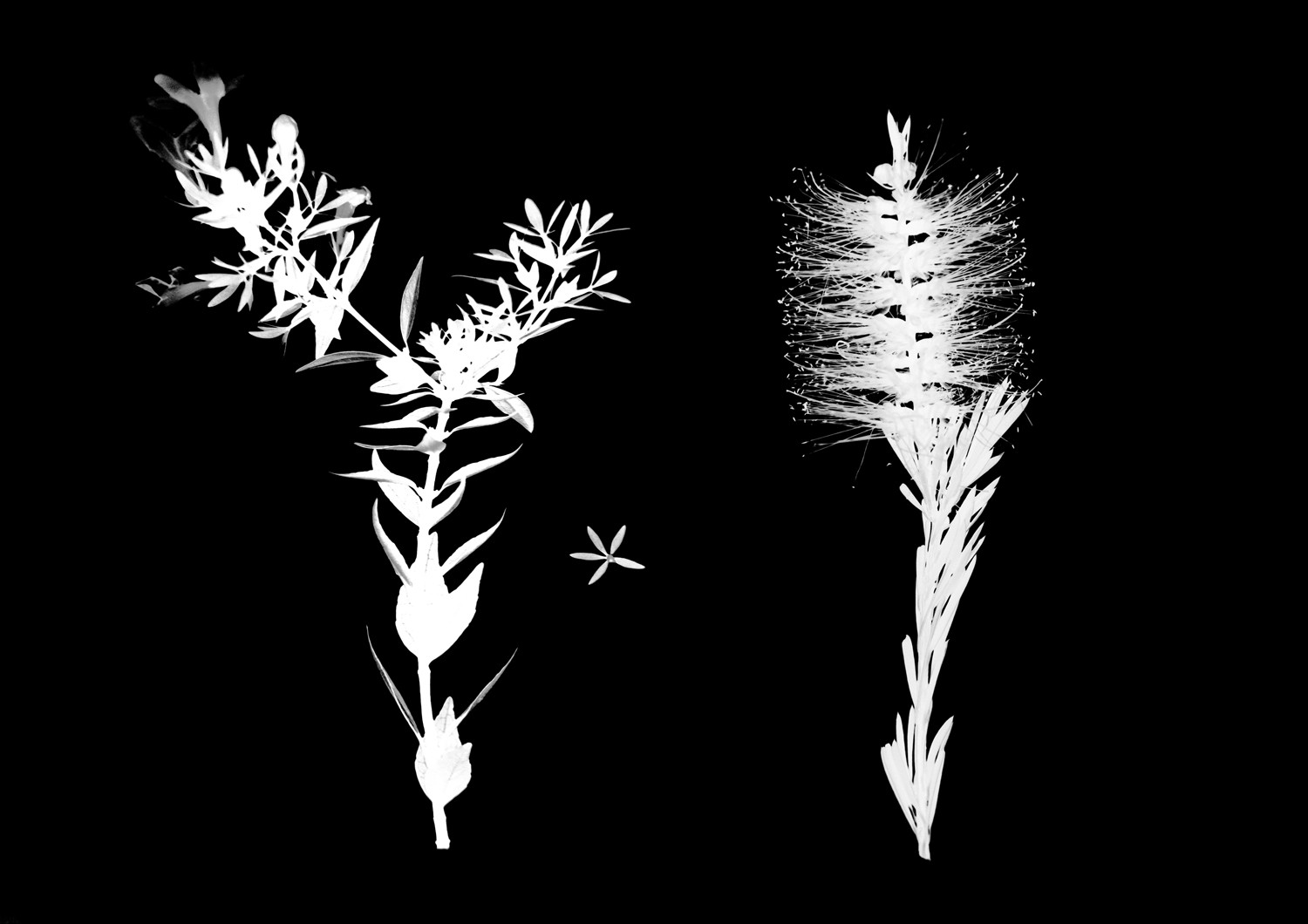 Create Authentic Photogram Effects Using Digital Techniques: Step-by-Step Guide