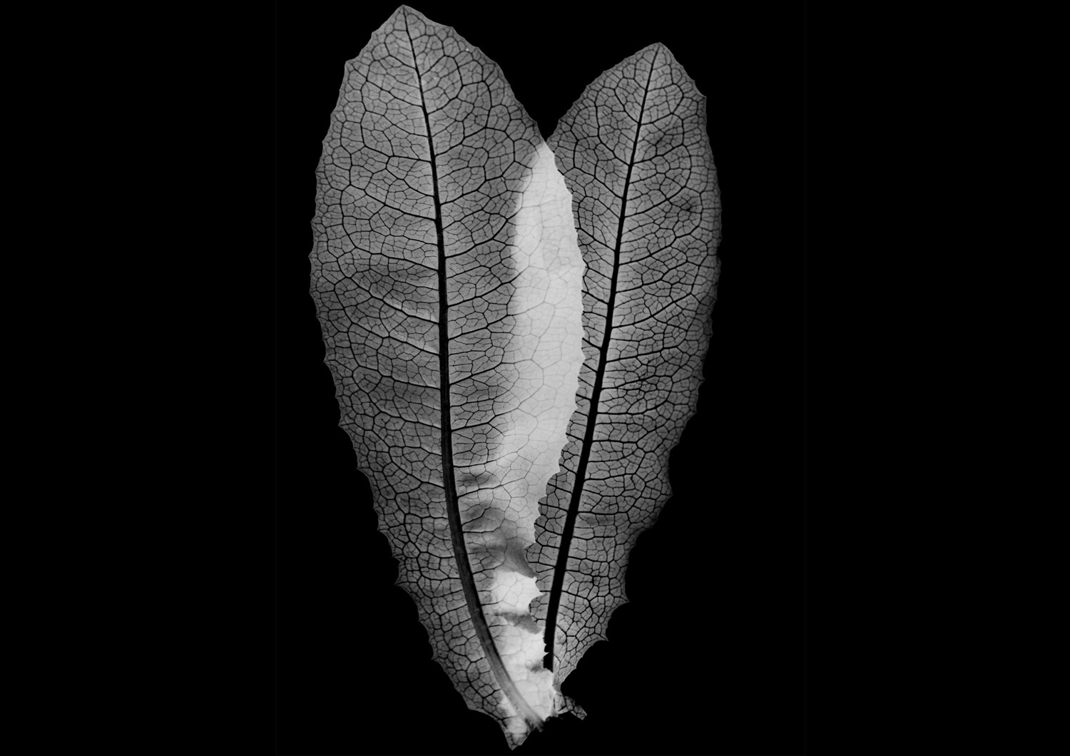 Create Authentic Photogram Effects Using Digital Techniques: Step-by-Step Guide