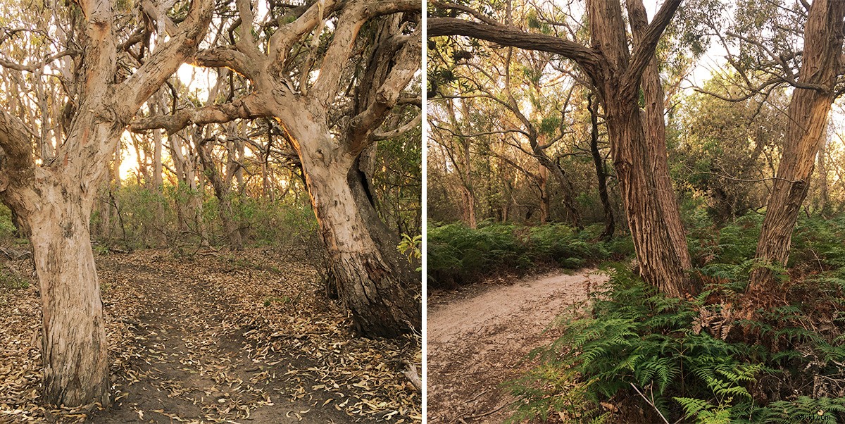 Capture Stunning Trees: This Week s Photography Challenge