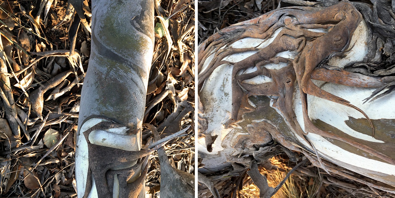 Capture Stunning Trees: This Week s Photography Challenge