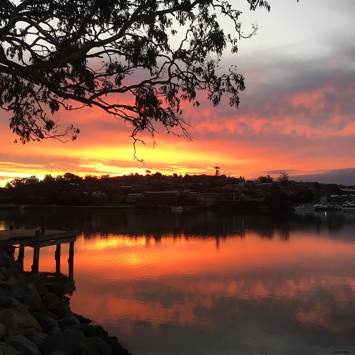 Capture Stunning Trees: This Week s Photography Challenge