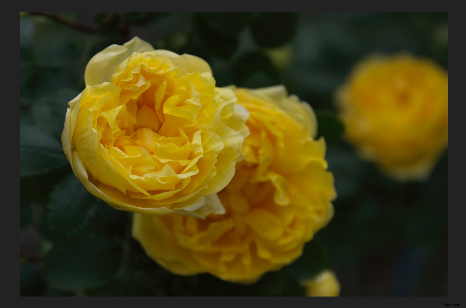 Master Color Management in Affinity Photo: The Complete Guide