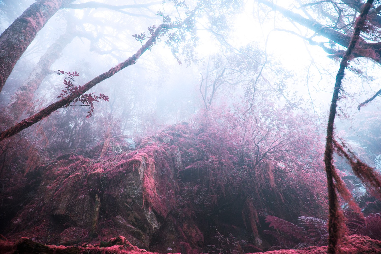 Boost Your Creativity: 4 Simple Photography Techniques to Spark Inspiration