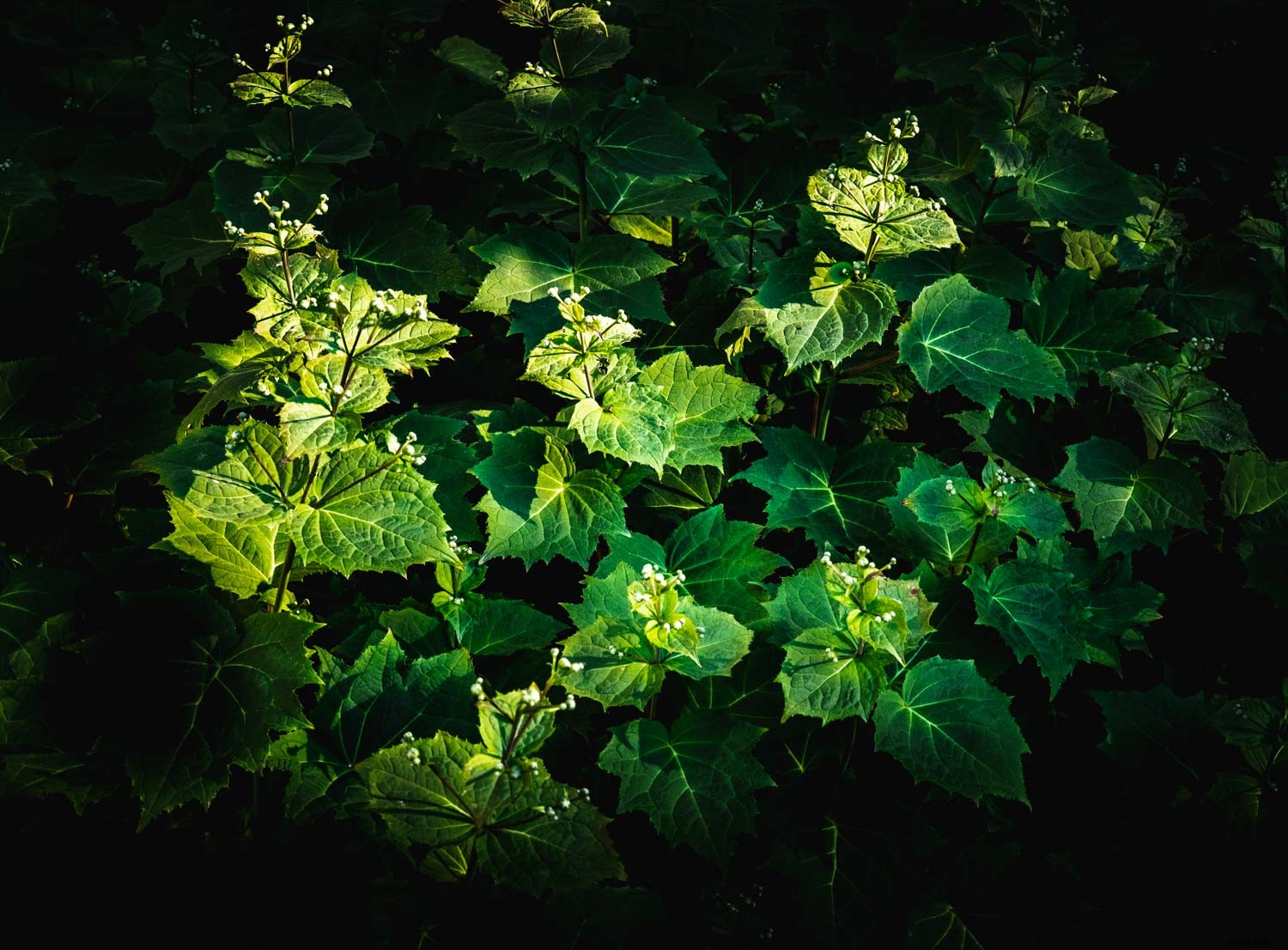 Fujifilm XF 16-80mm f/4 OIS Review: The Ultimate All-Purpose Lens for Every Photographer