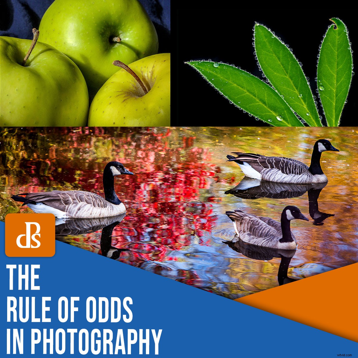 Master the Rule of Odds in Photography: Simple Technique for Stunning Compositions