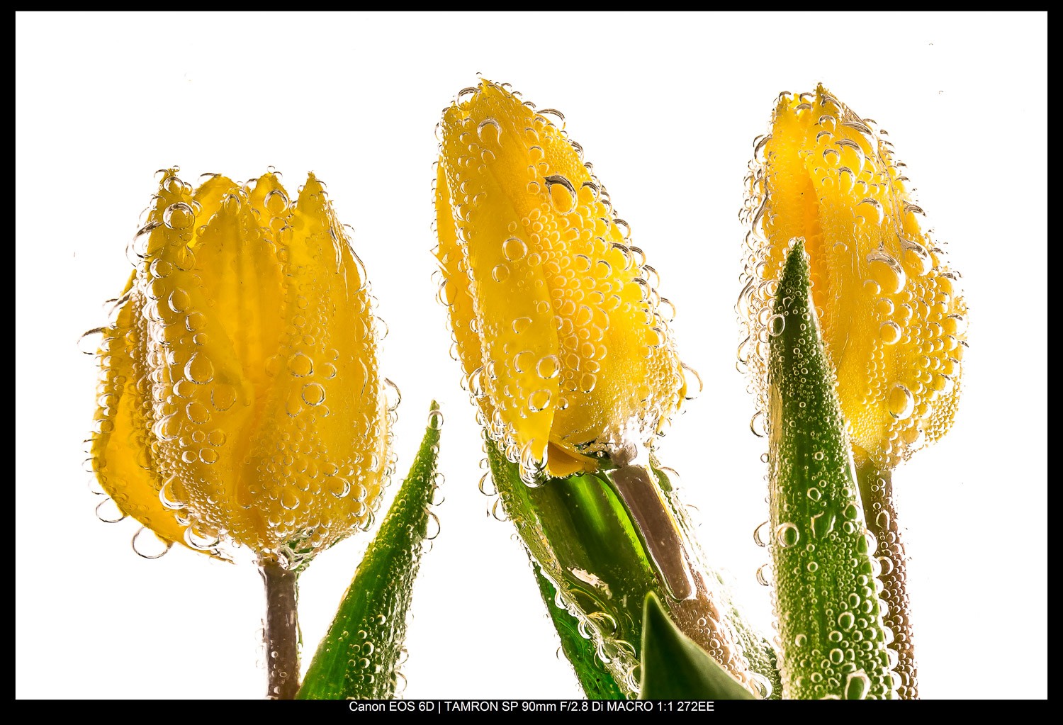 Master the Rule of Odds in Photography: Simple Technique for Stunning Compositions