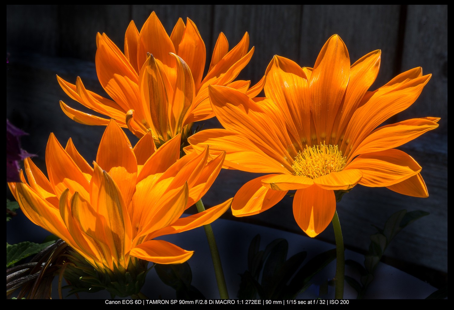 Master the Rule of Odds in Photography: Simple Technique for Stunning Compositions