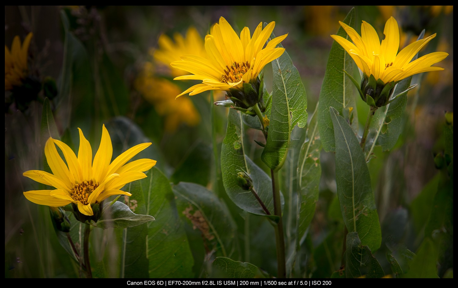 Master the Rule of Odds in Photography: Simple Technique for Stunning Compositions