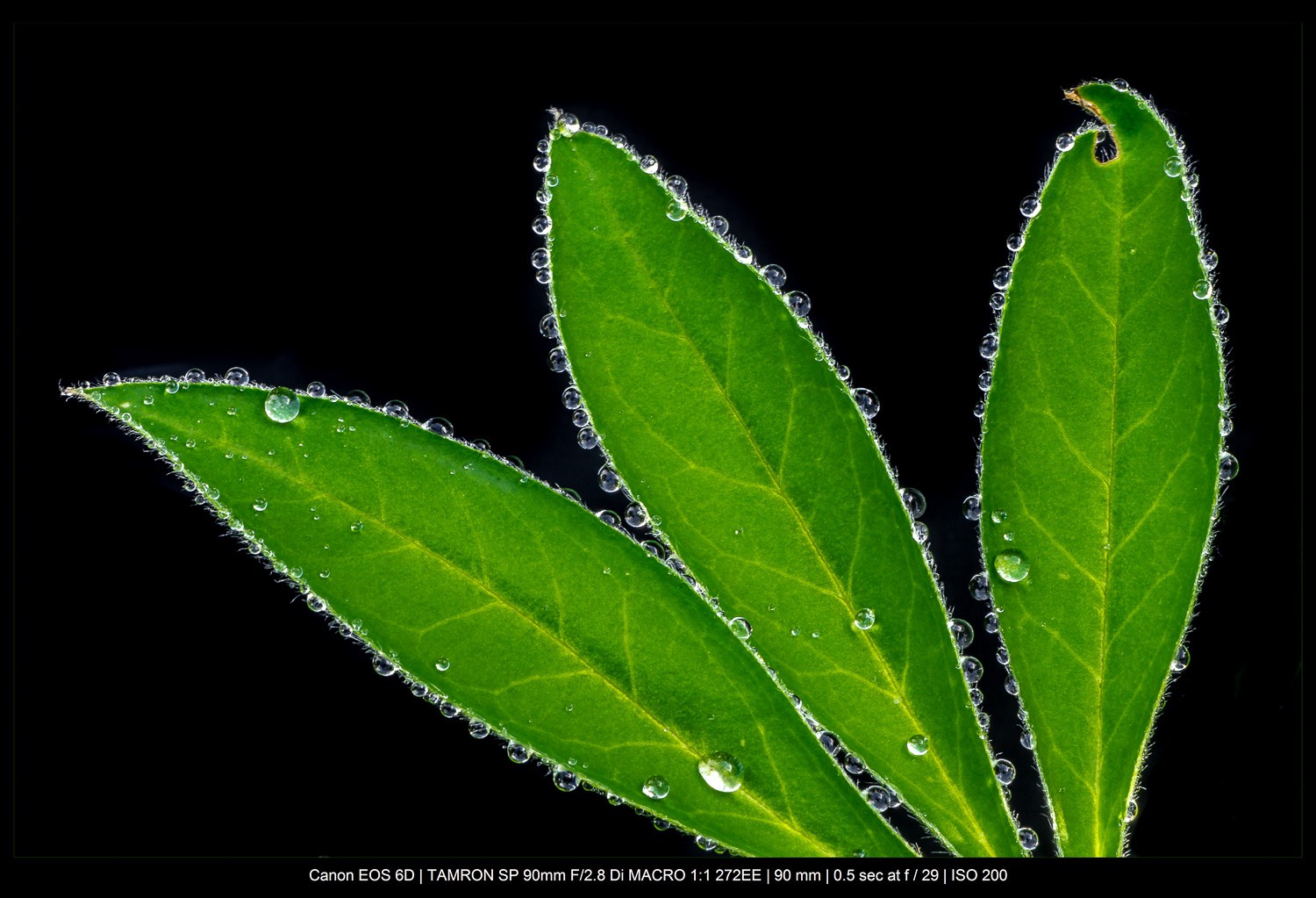 Master the Rule of Odds in Photography: Simple Technique for Stunning Compositions