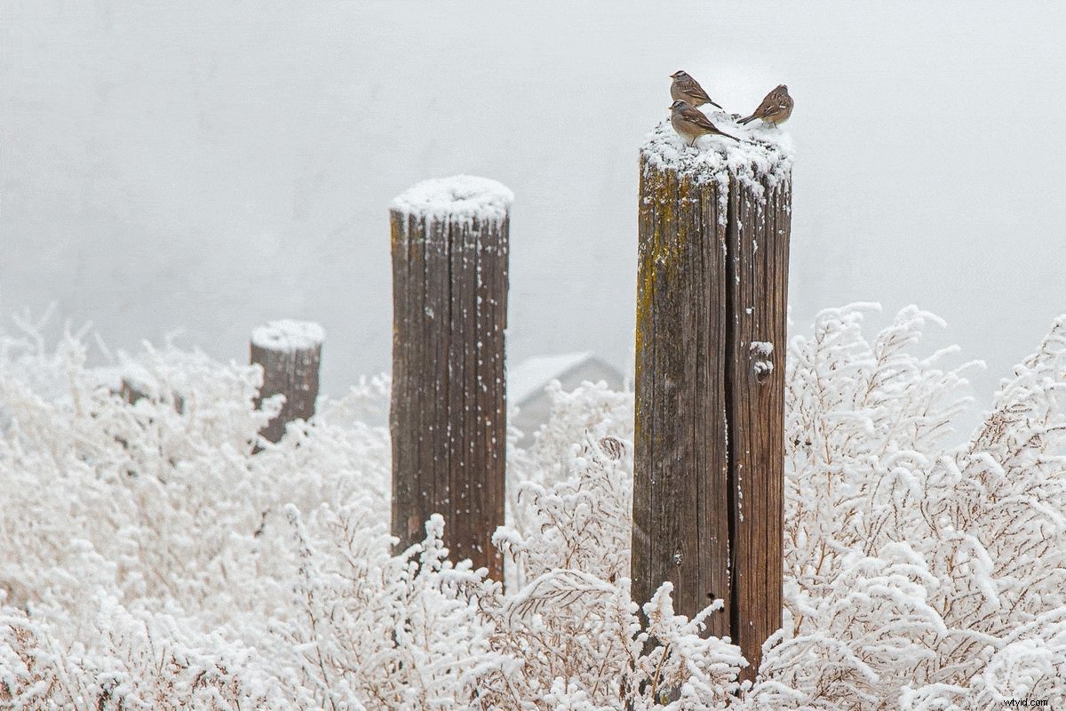 Master the Rule of Odds in Photography: Simple Technique for Stunning Compositions