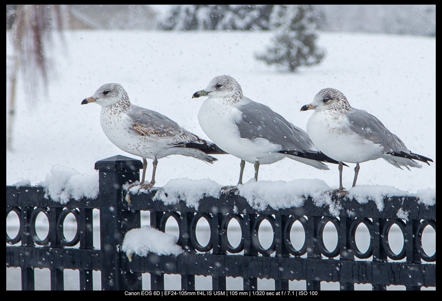 Master the Rule of Odds in Photography: Simple Technique for Stunning Compositions