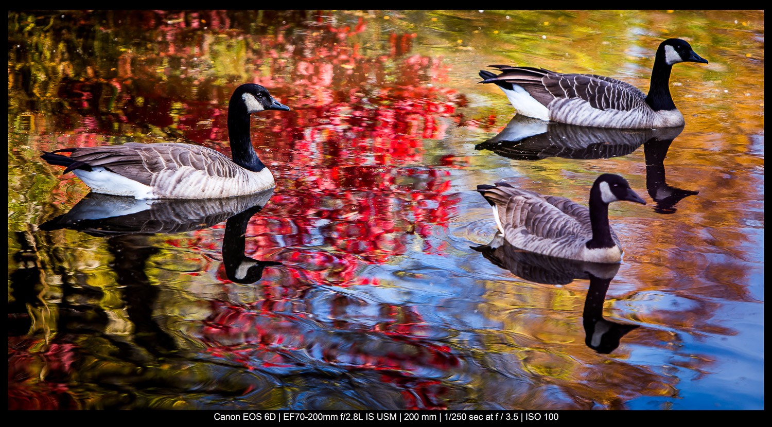 Master the Rule of Odds in Photography: Simple Technique for Stunning Compositions