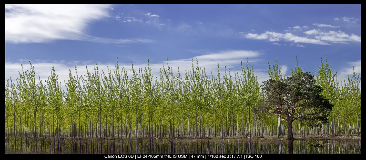 Master the Rule of Odds in Photography: Simple Technique for Stunning Compositions