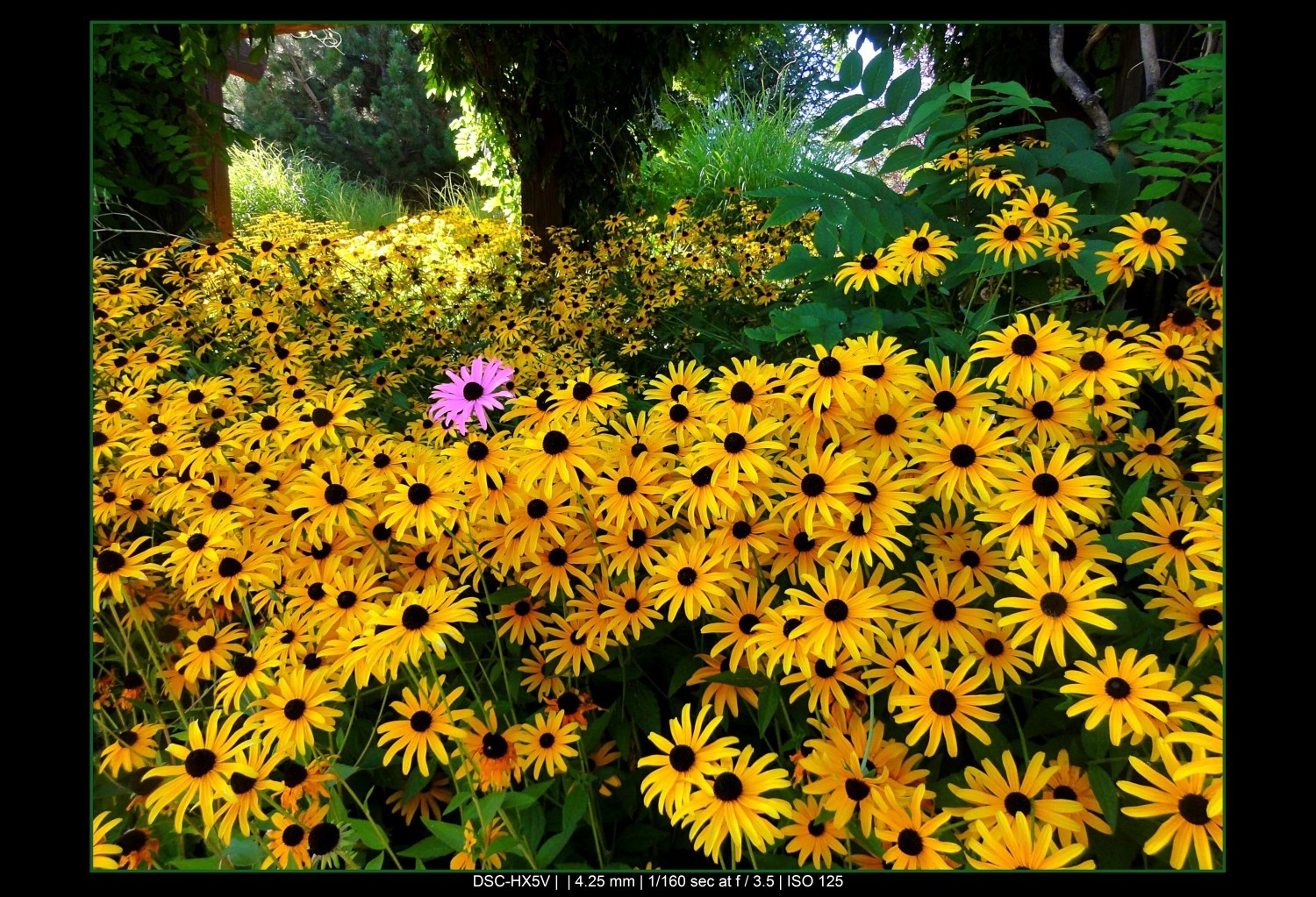 Master the Rule of Odds in Photography: Simple Technique for Stunning Compositions