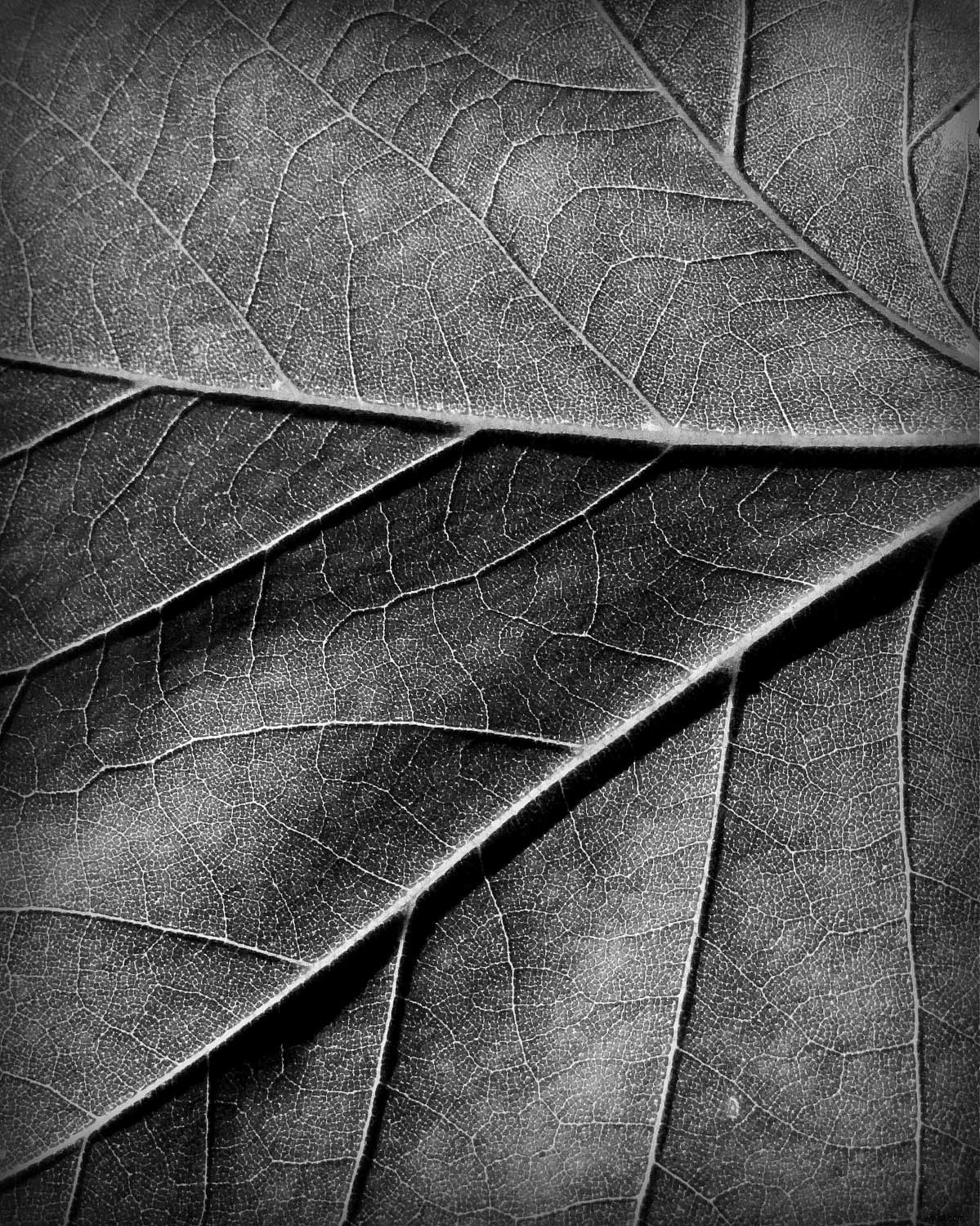 Master Black and White Still Life Photography: Techniques, Tips, and Why It Matters