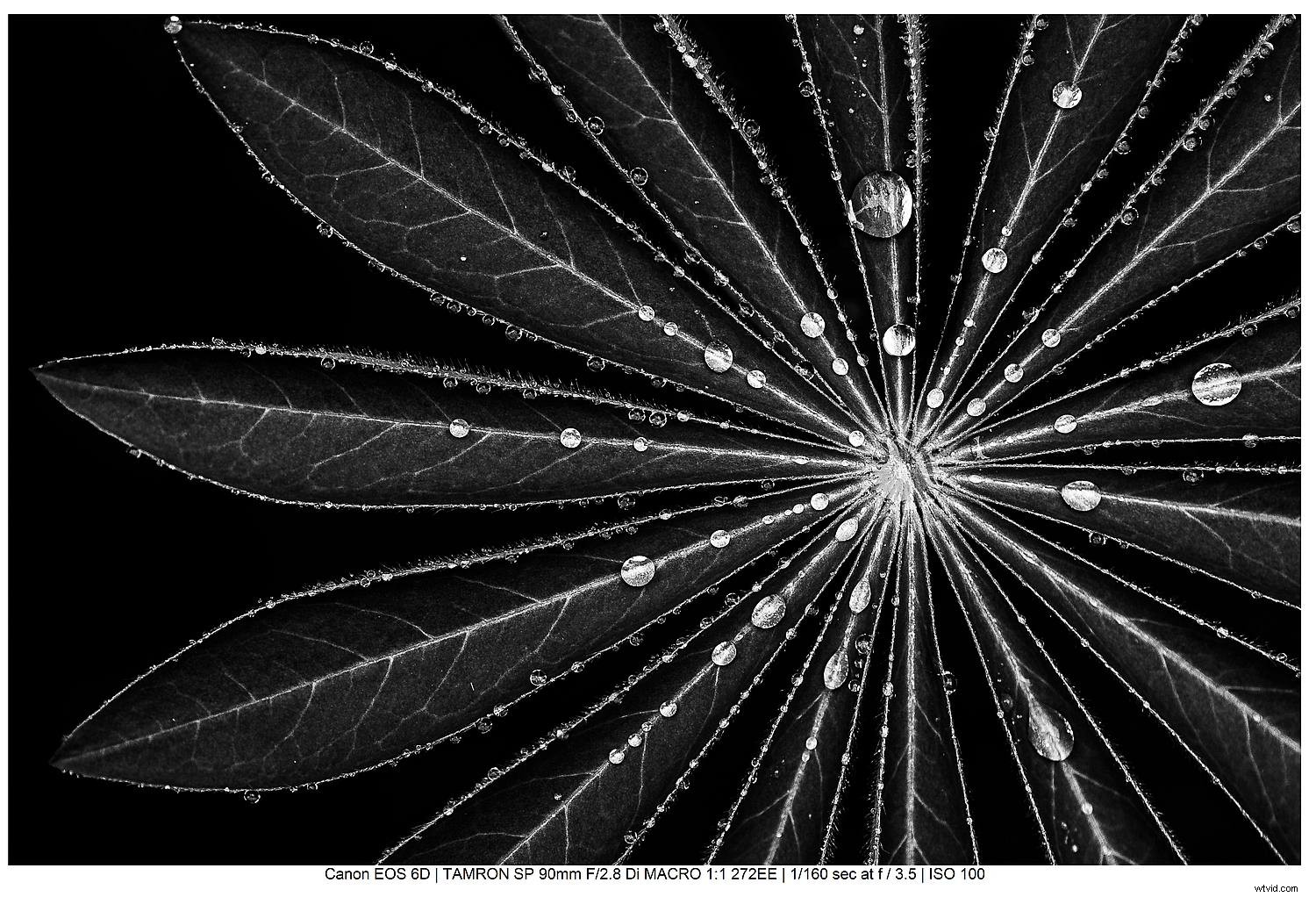 Master Black and White Still Life Photography: Techniques, Tips, and Why It Matters