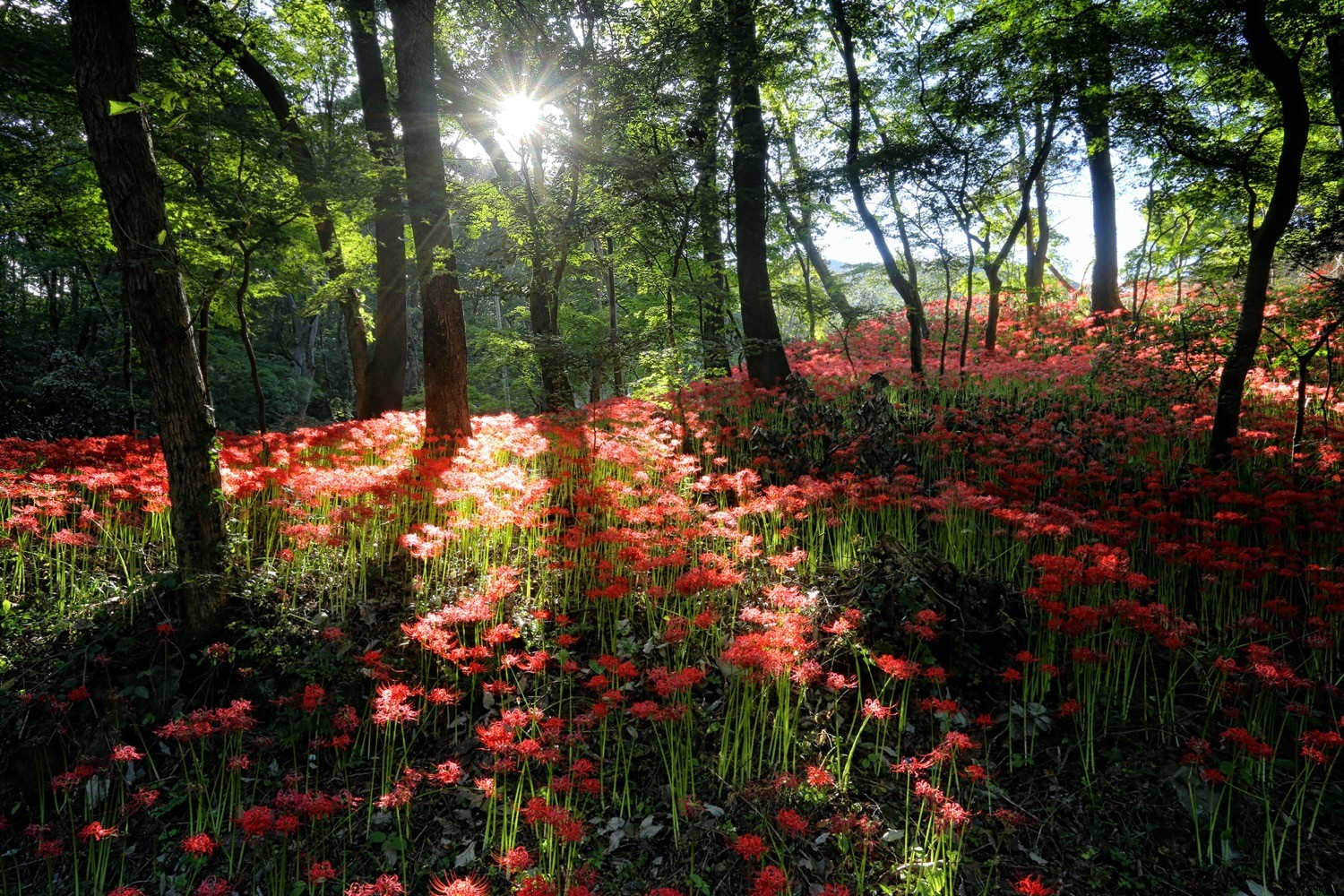 Master Backlight Photography: Pro Techniques for Stunning Contre-Jour Shots