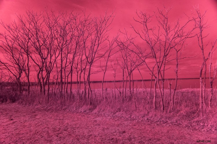 Infrared Photography for Beginners: Step-by-Step Guide to Stunning Results
