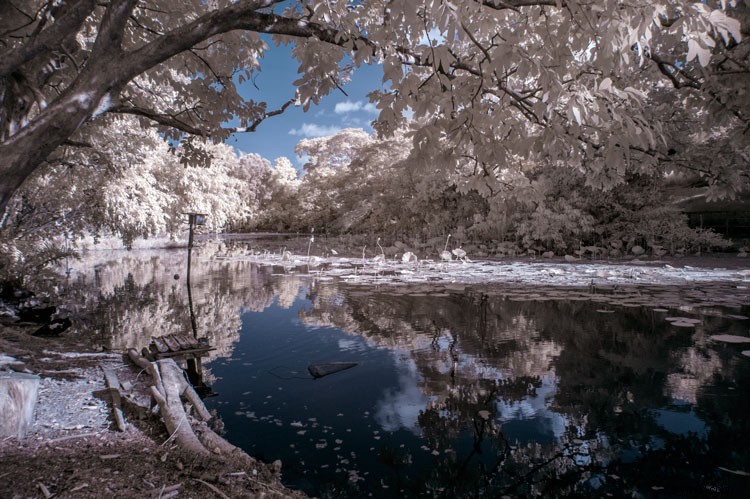 Infrared Photography for Beginners: Step-by-Step Guide to Stunning Results