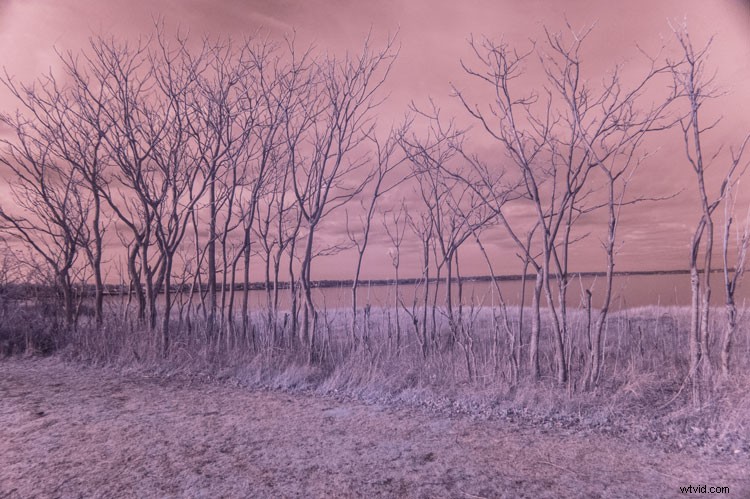 Infrared Photography for Beginners: Step-by-Step Guide to Stunning Results