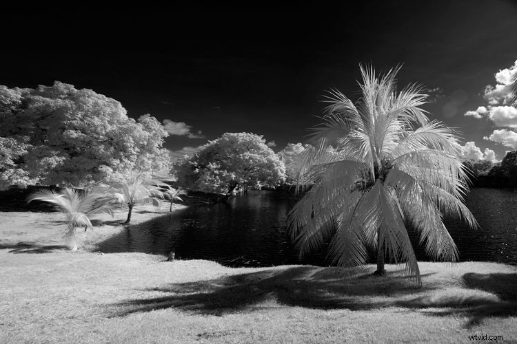 Infrared Photography for Beginners: Step-by-Step Guide to Stunning Results