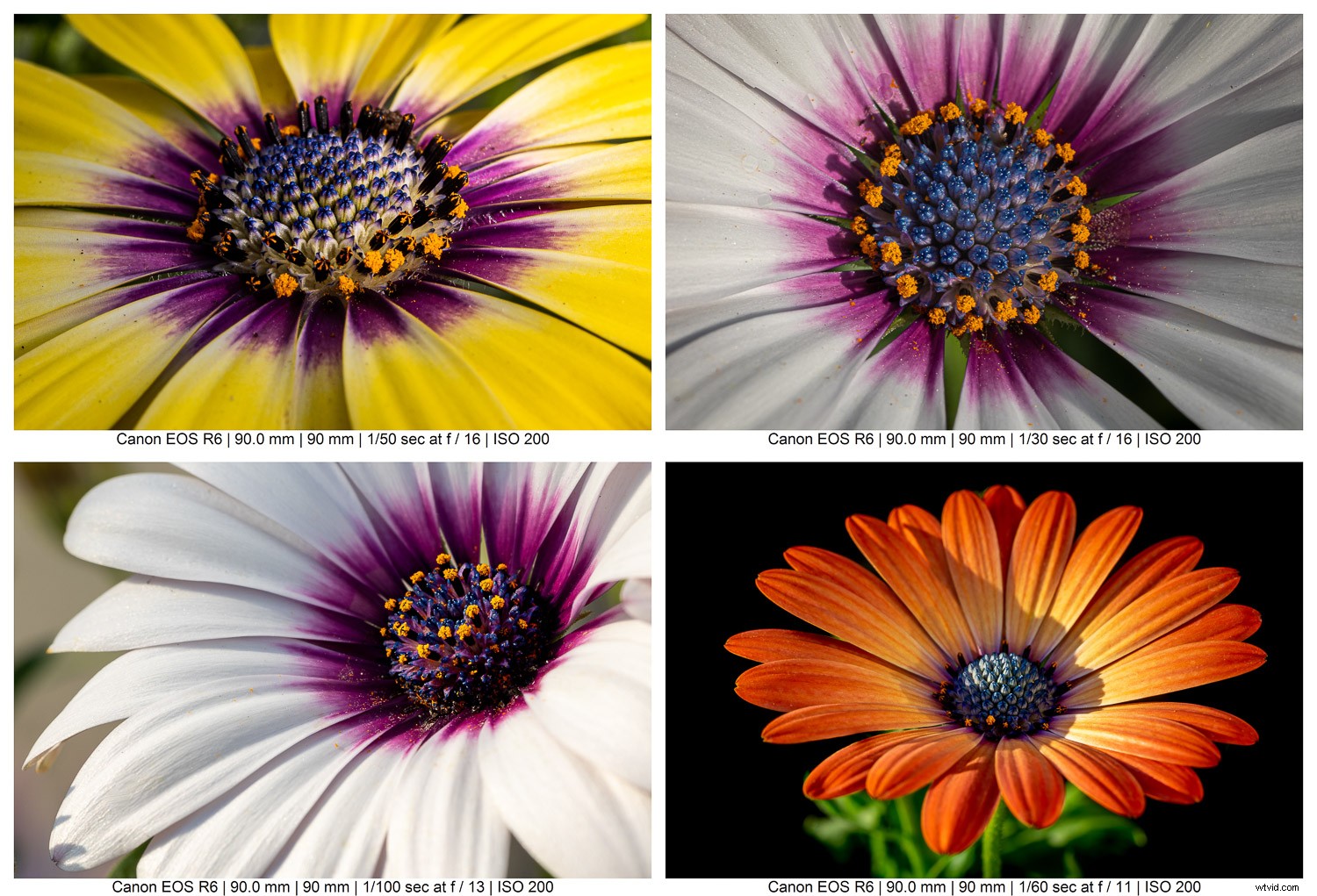 9 Expert Tips for Stunning Macro Still Life Photography