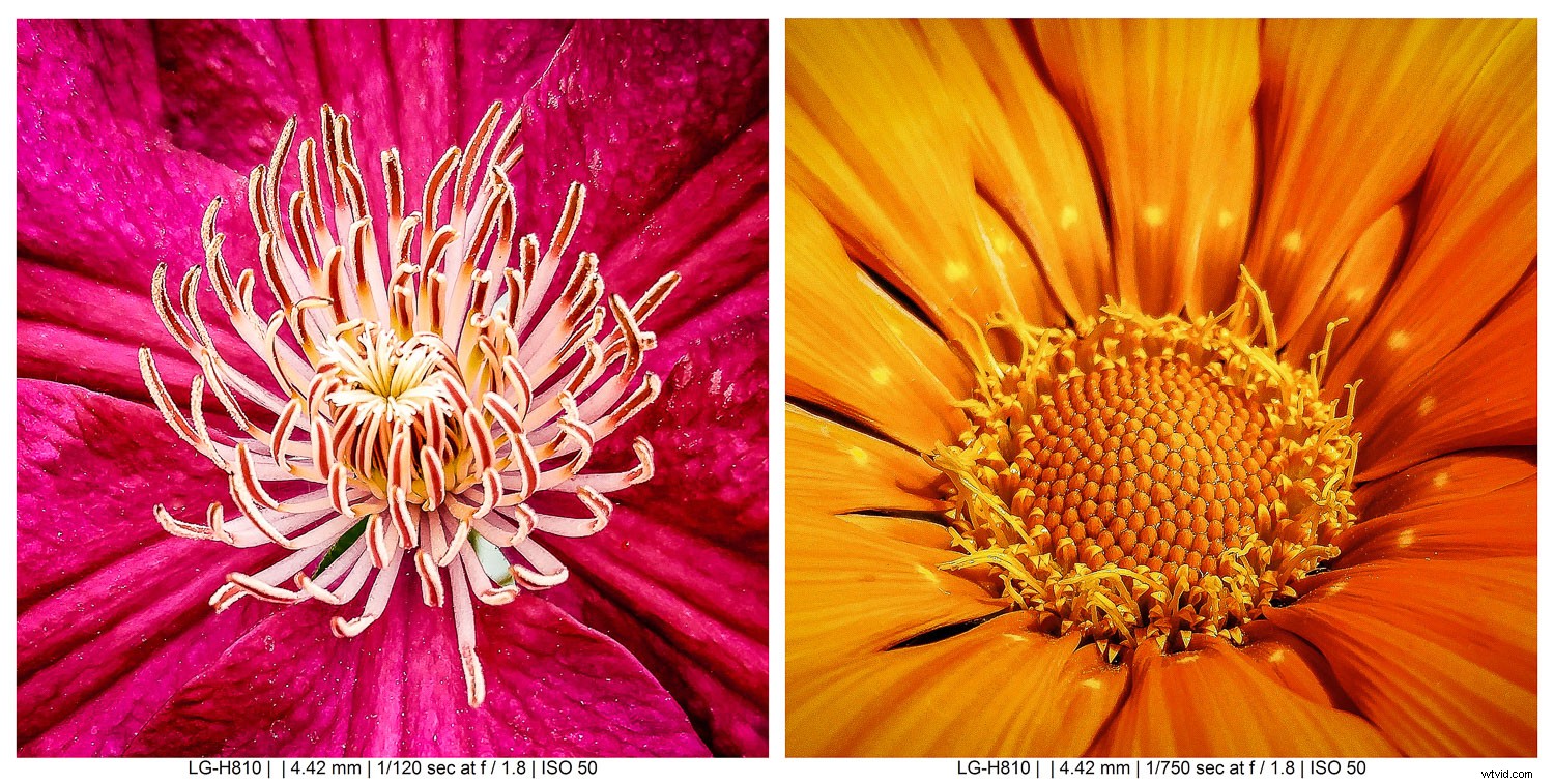 9 Expert Tips for Stunning Macro Still Life Photography