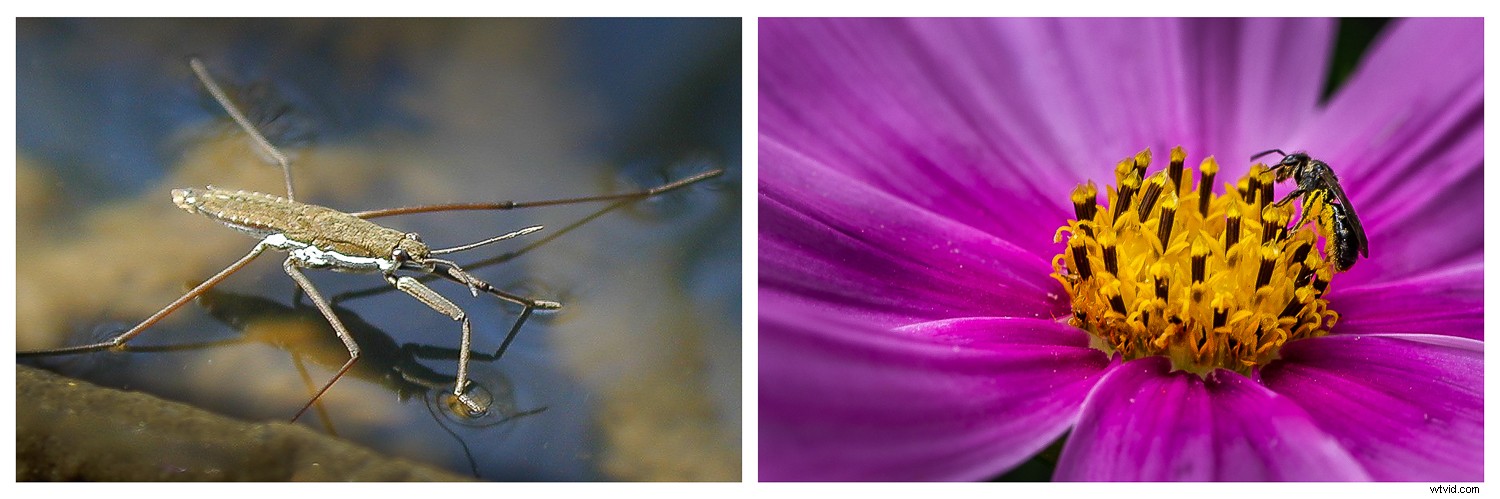 9 Expert Tips for Stunning Macro Still Life Photography