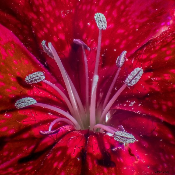 9 Expert Tips for Stunning Macro Still Life Photography