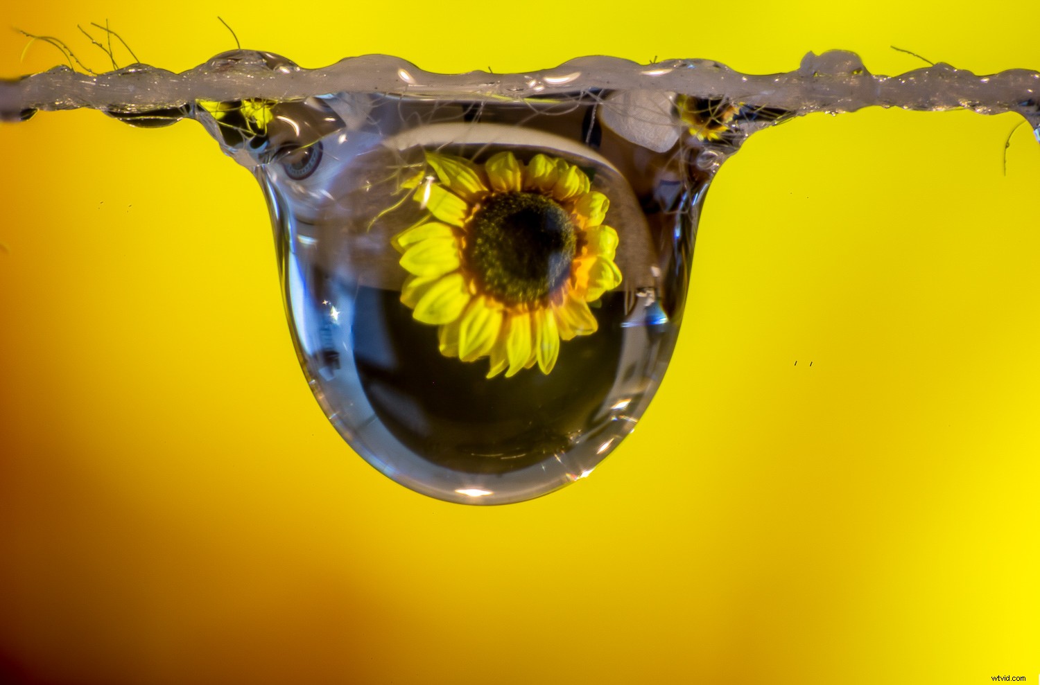 9 Expert Tips for Stunning Macro Still Life Photography