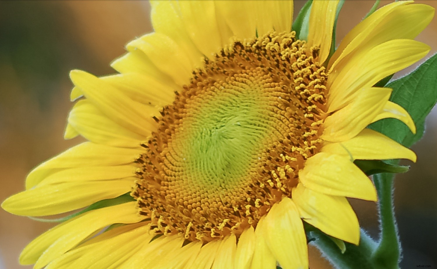 Lightroom Super Resolution: The Essential Guide to 4x Image Upscaling