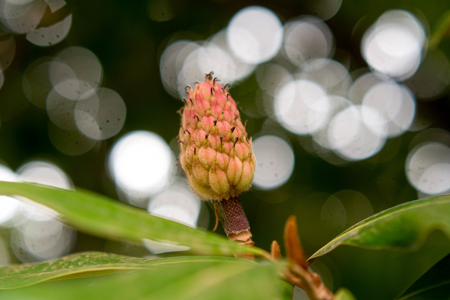 Lightroom Super Resolution: The Essential Guide to 4x Image Upscaling