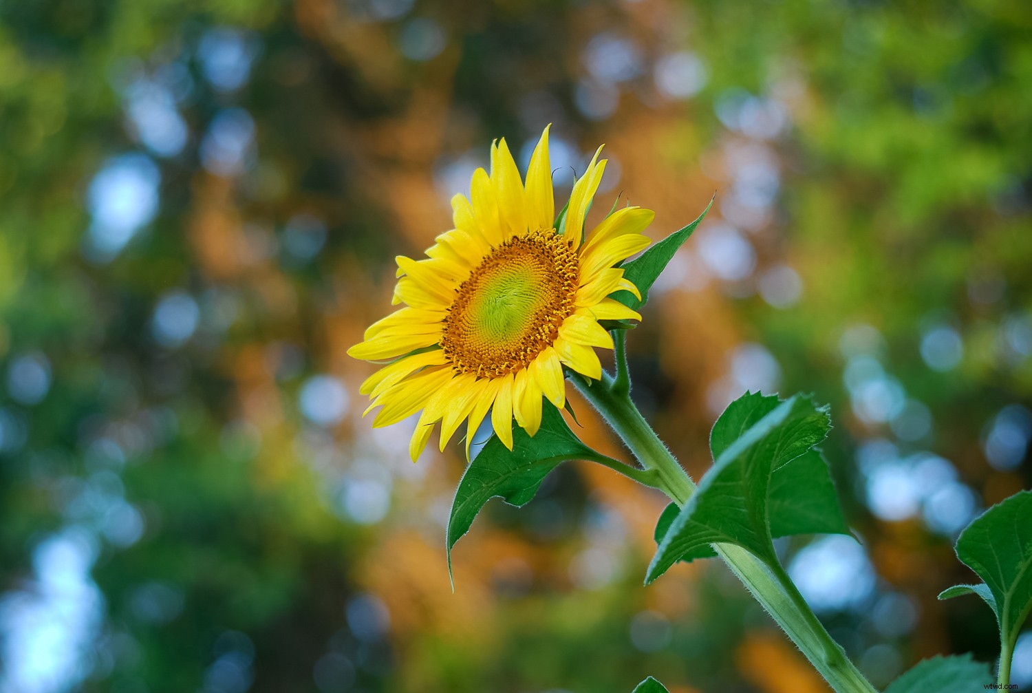 Lightroom Super Resolution: The Essential Guide to 4x Image Upscaling