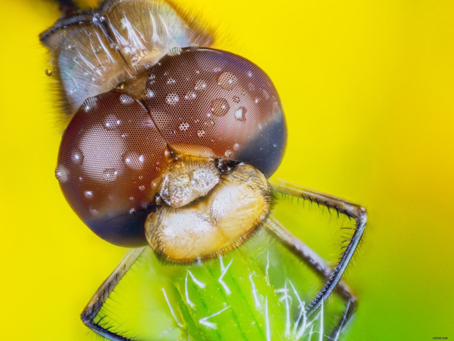 Ultimate Guide to Macro Photography Equipment: 10 Essential Tips