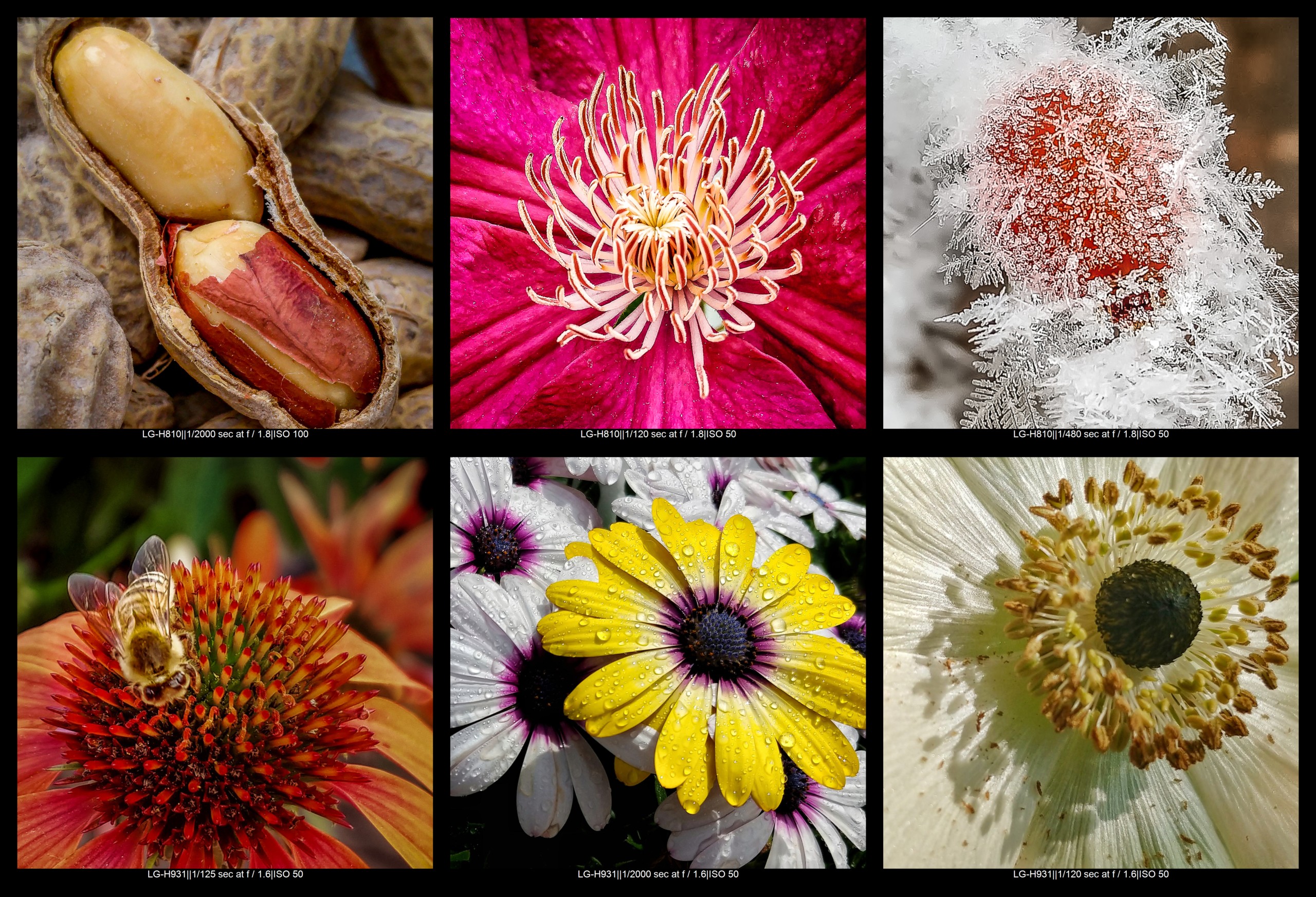 Ultimate Guide to Macro Photography Equipment: 10 Essential Tips
