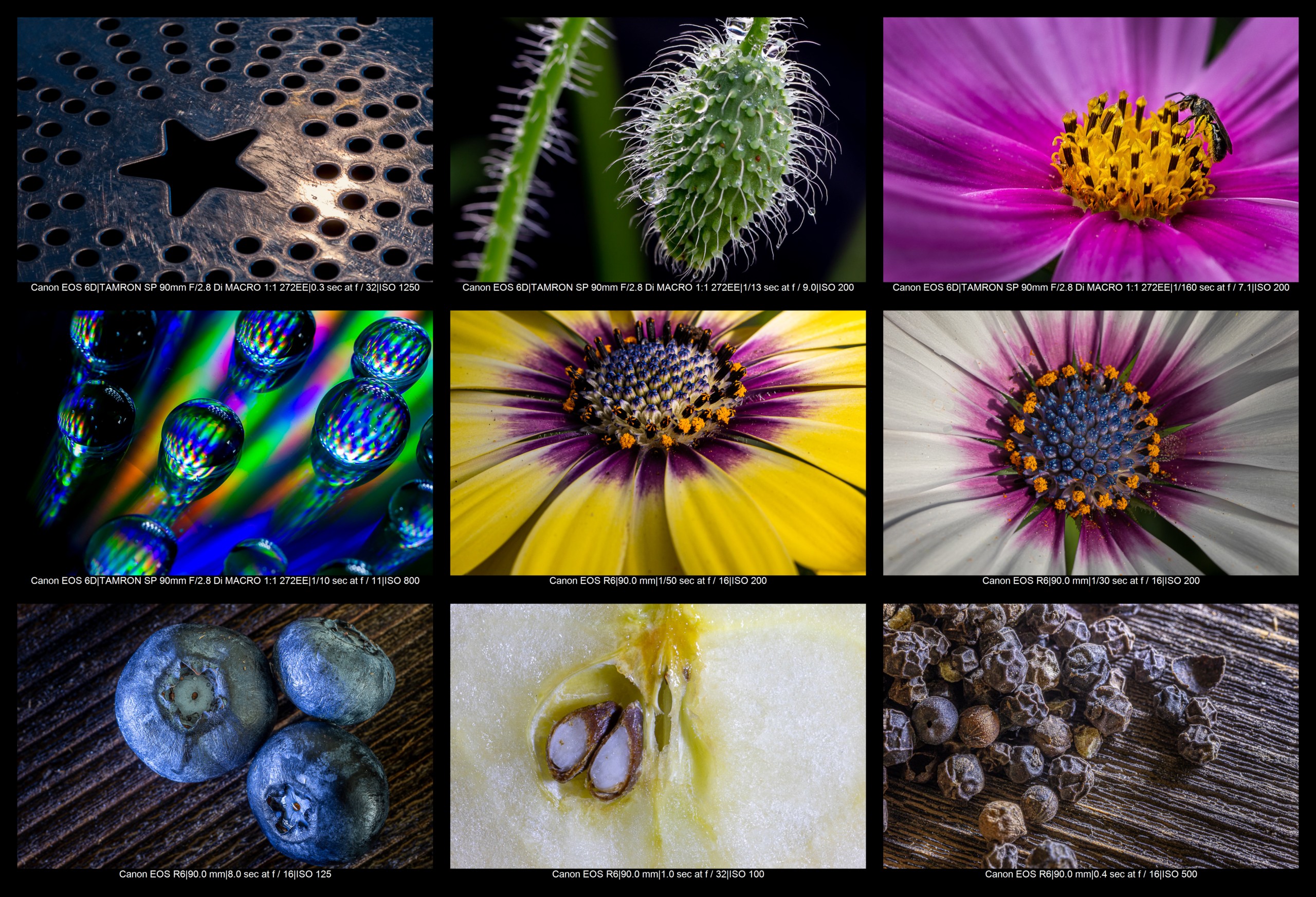 Ultimate Guide to Macro Photography Equipment: 10 Essential Tips