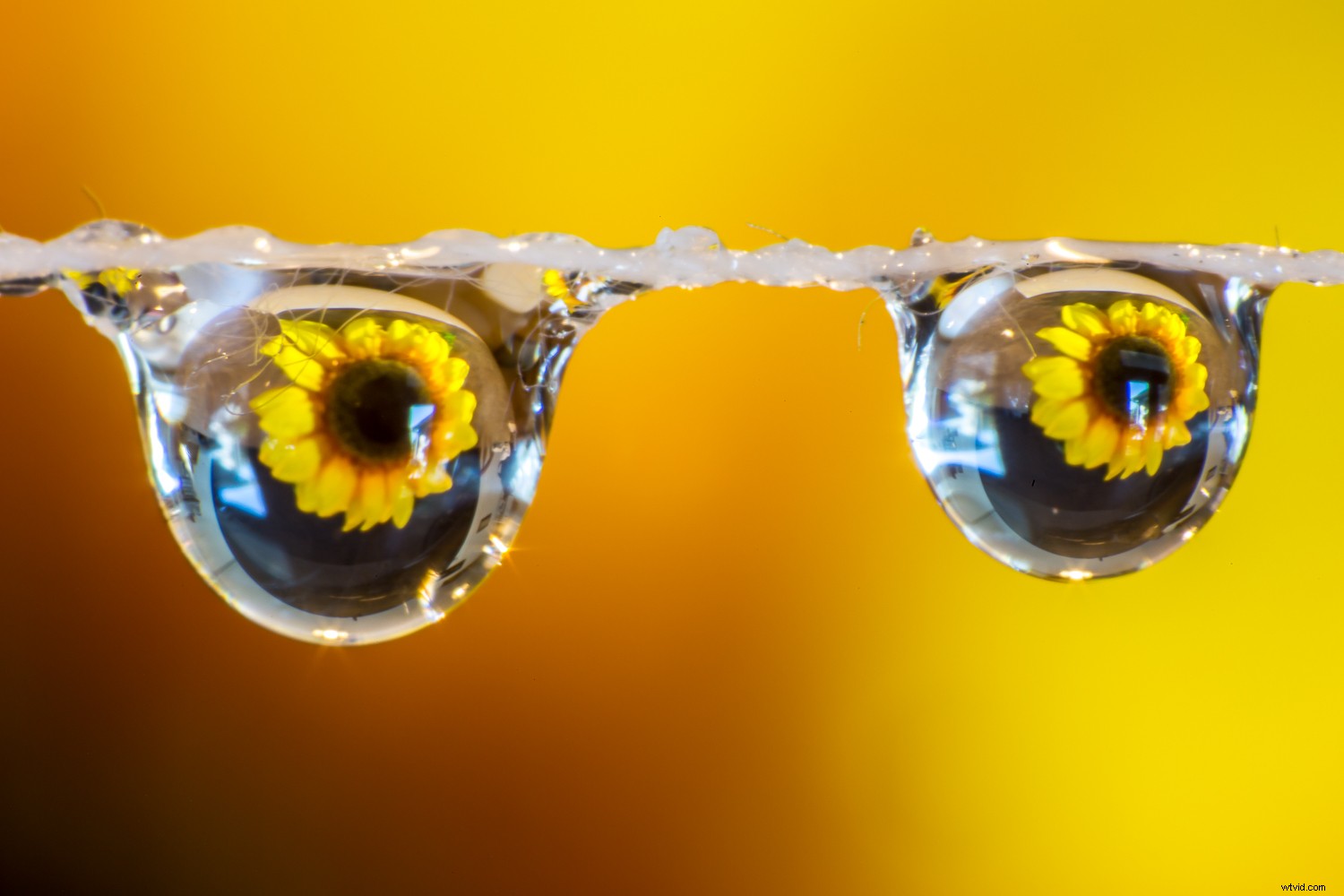 Ultimate Guide to Macro Photography Equipment: 10 Essential Tips