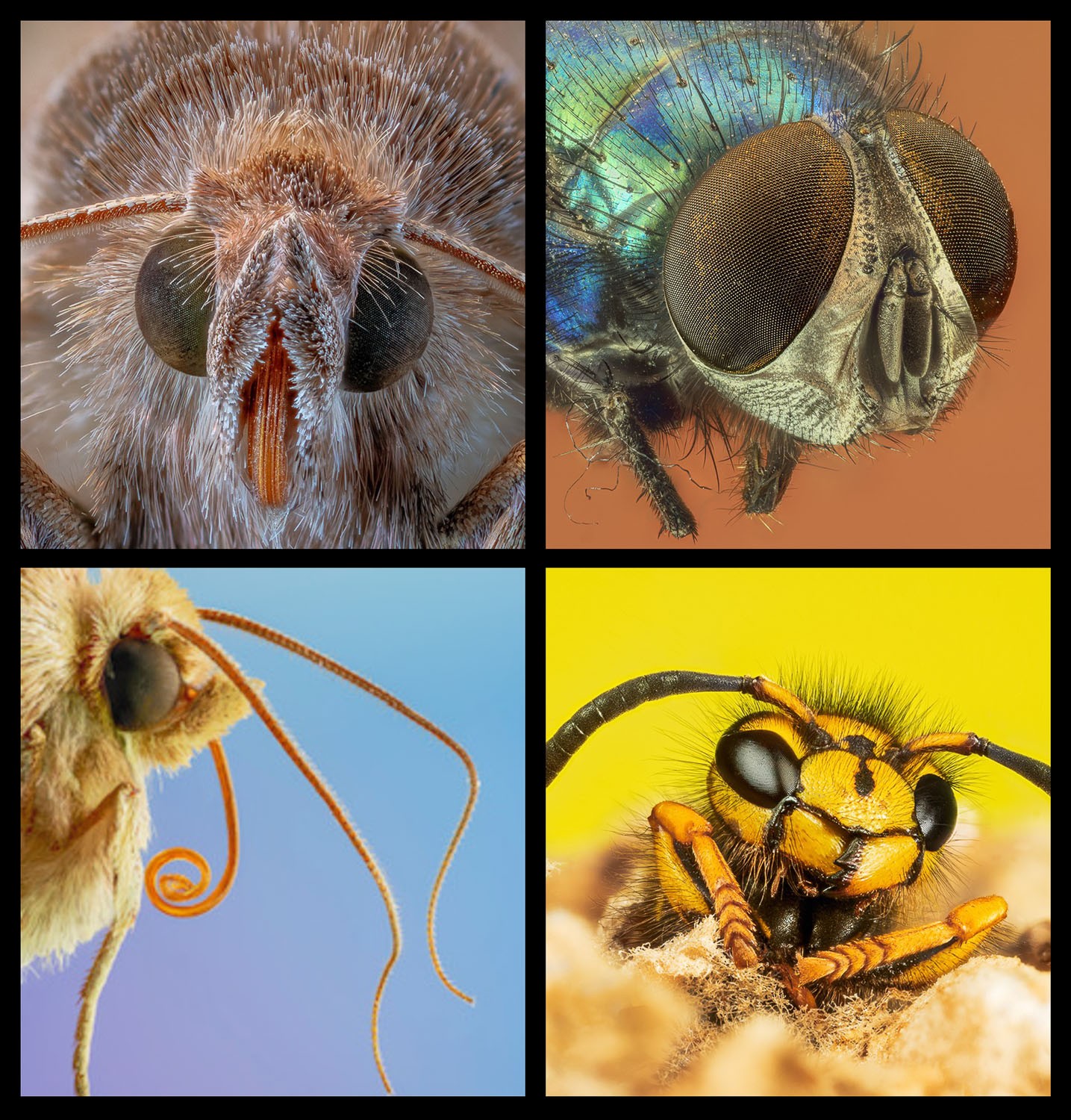 Ultimate Guide to Macro Photography Equipment: 10 Essential Tips