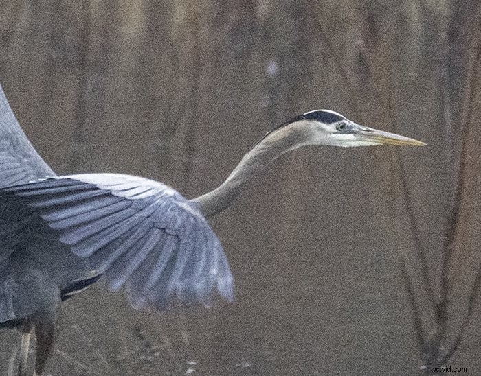 Reduce Noise in Photoshop: 4 Proven Techniques for Crystal-Clear Photos